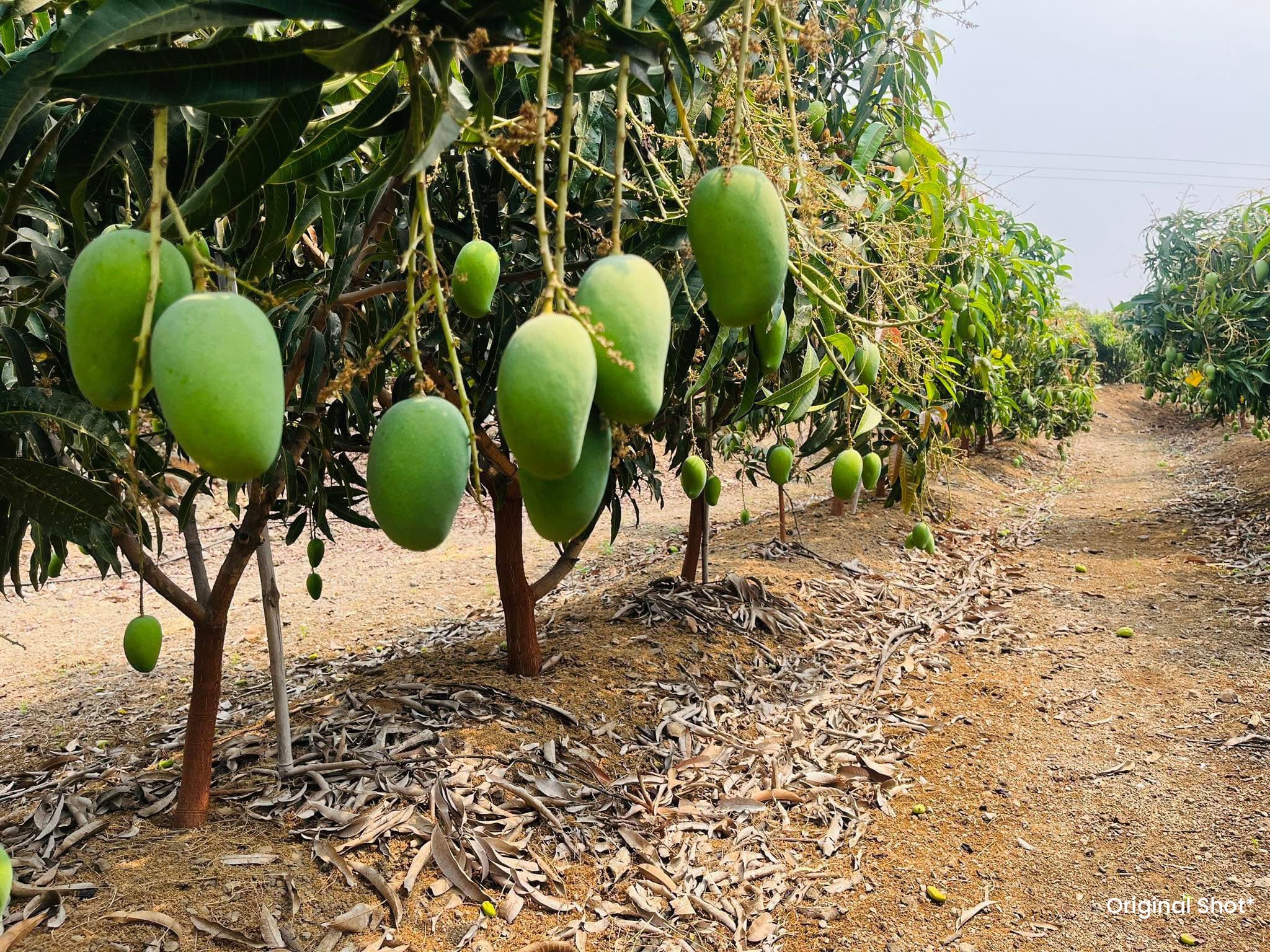 Green mangoes hanging low on young orchard trees