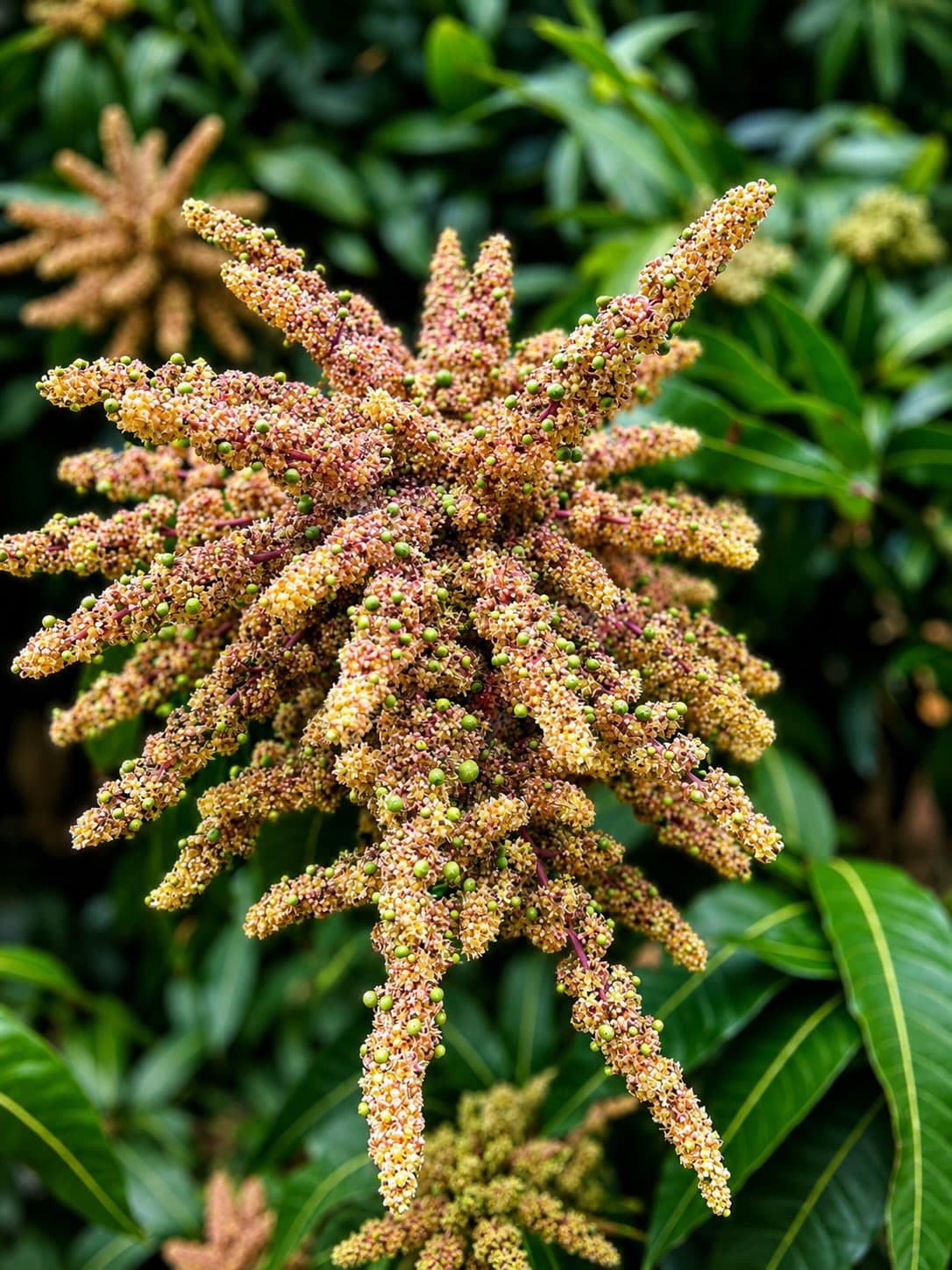 A full mango flower panicle with tiny fruit already setting