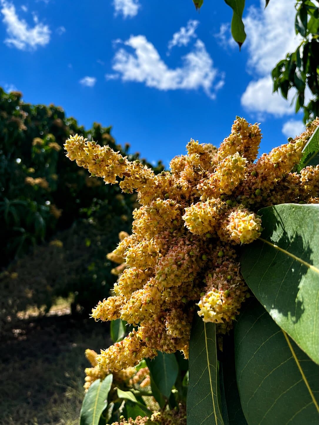 Mango blossom reaching into a deep blue sky above the orchard