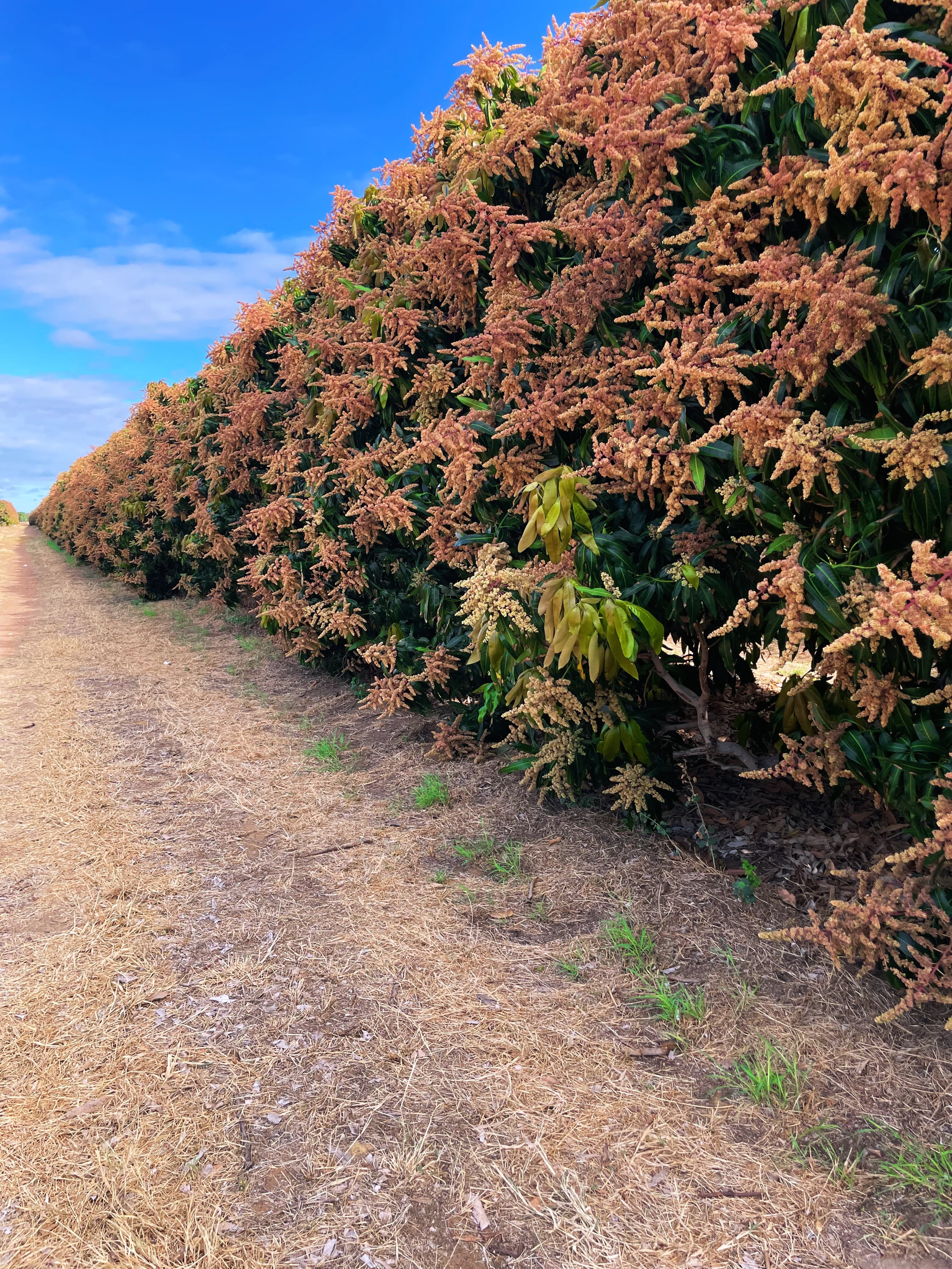 A long hedgerow of mango trees in full bloom beside the orchard track