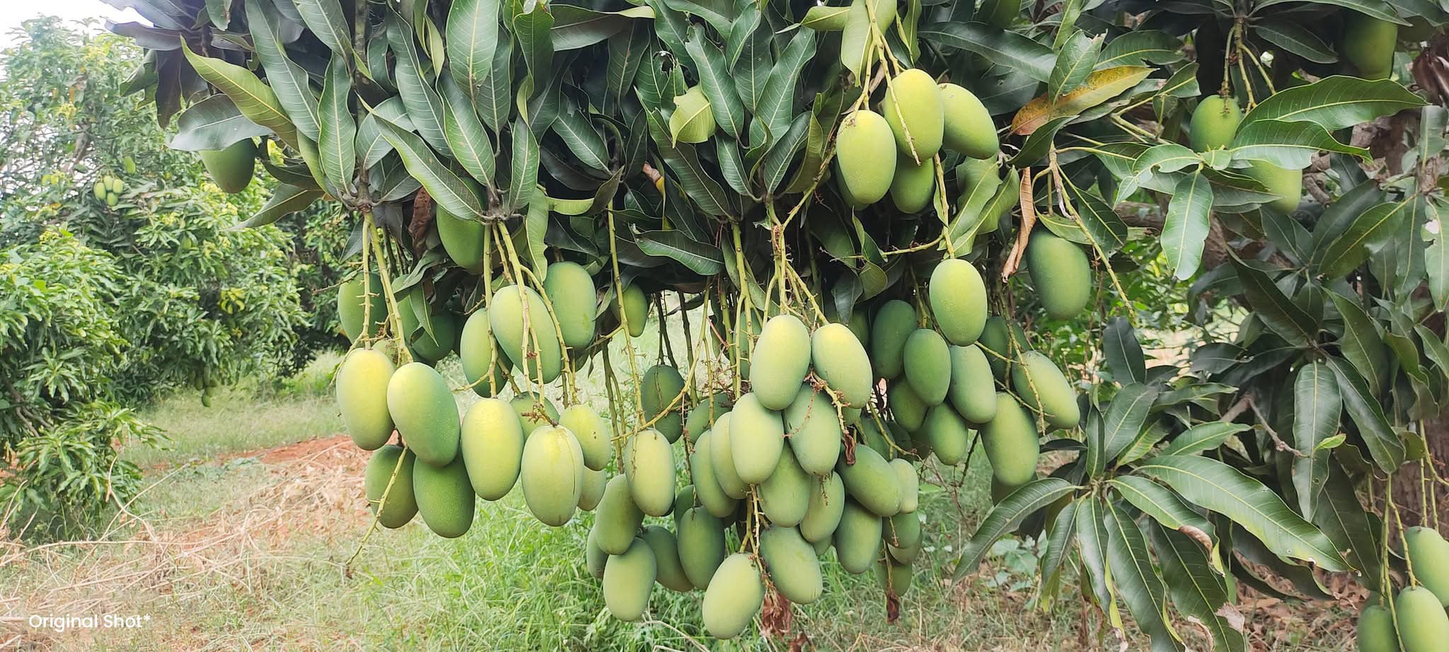 Heavy clusters of fruit on a mature mango tree