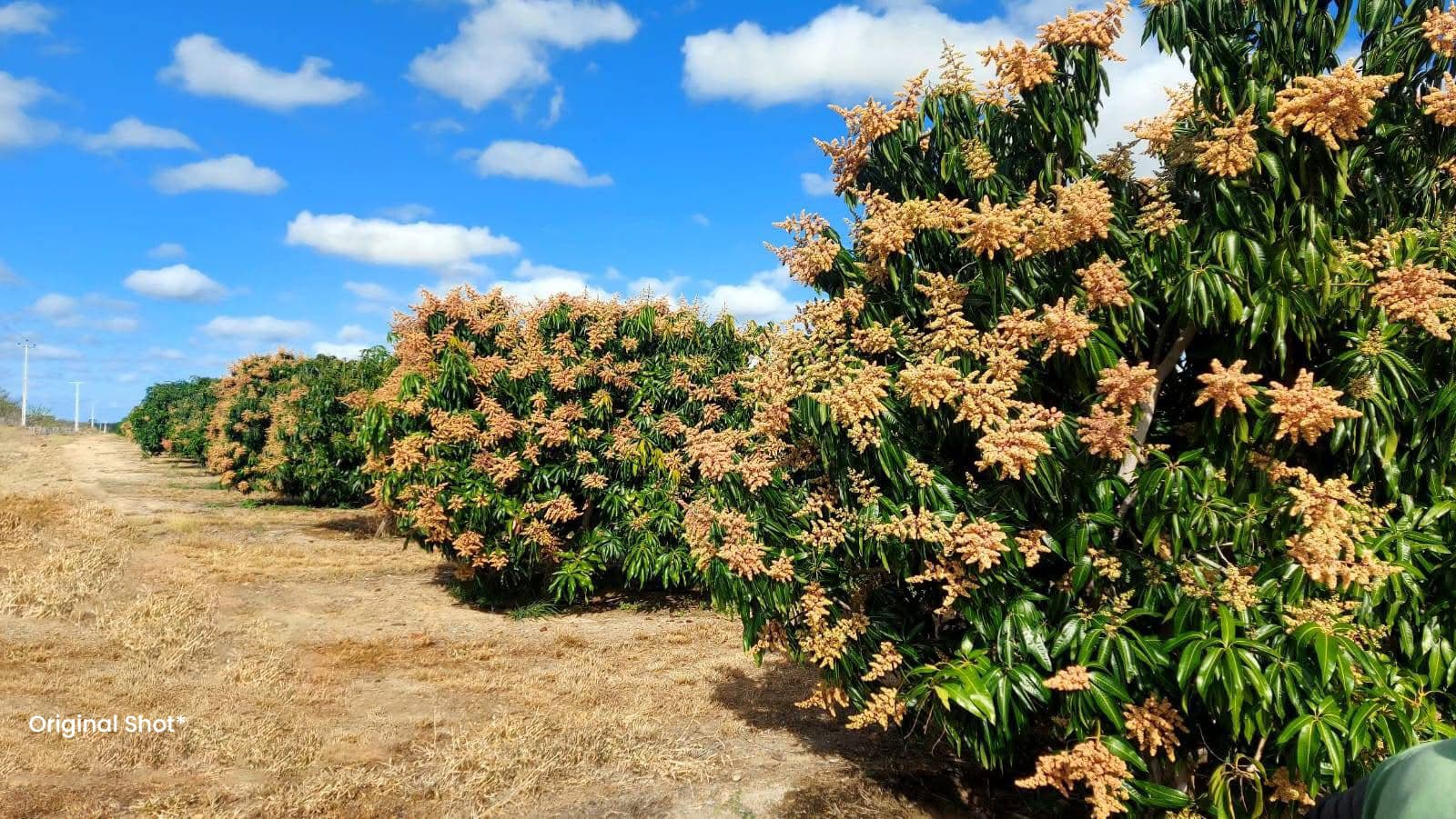 Rows of mango trees in full flower under a clear sky
