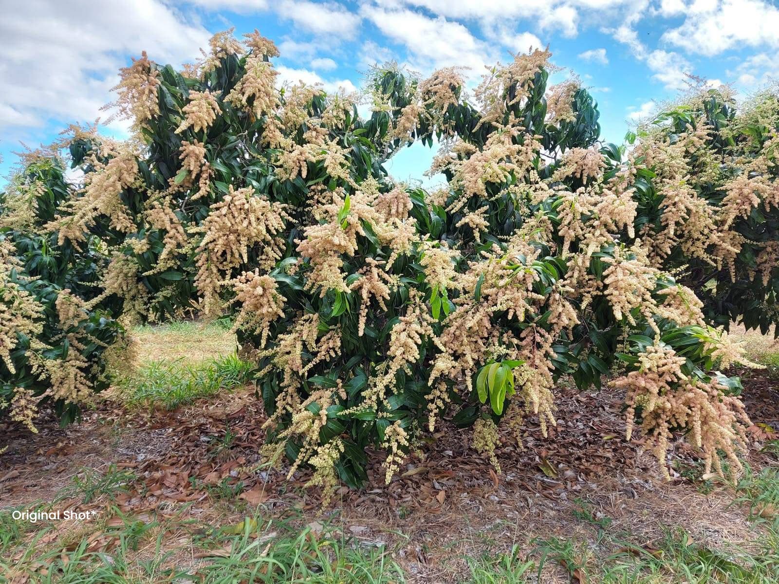 A mango tree covered in blossom at the start of the season
