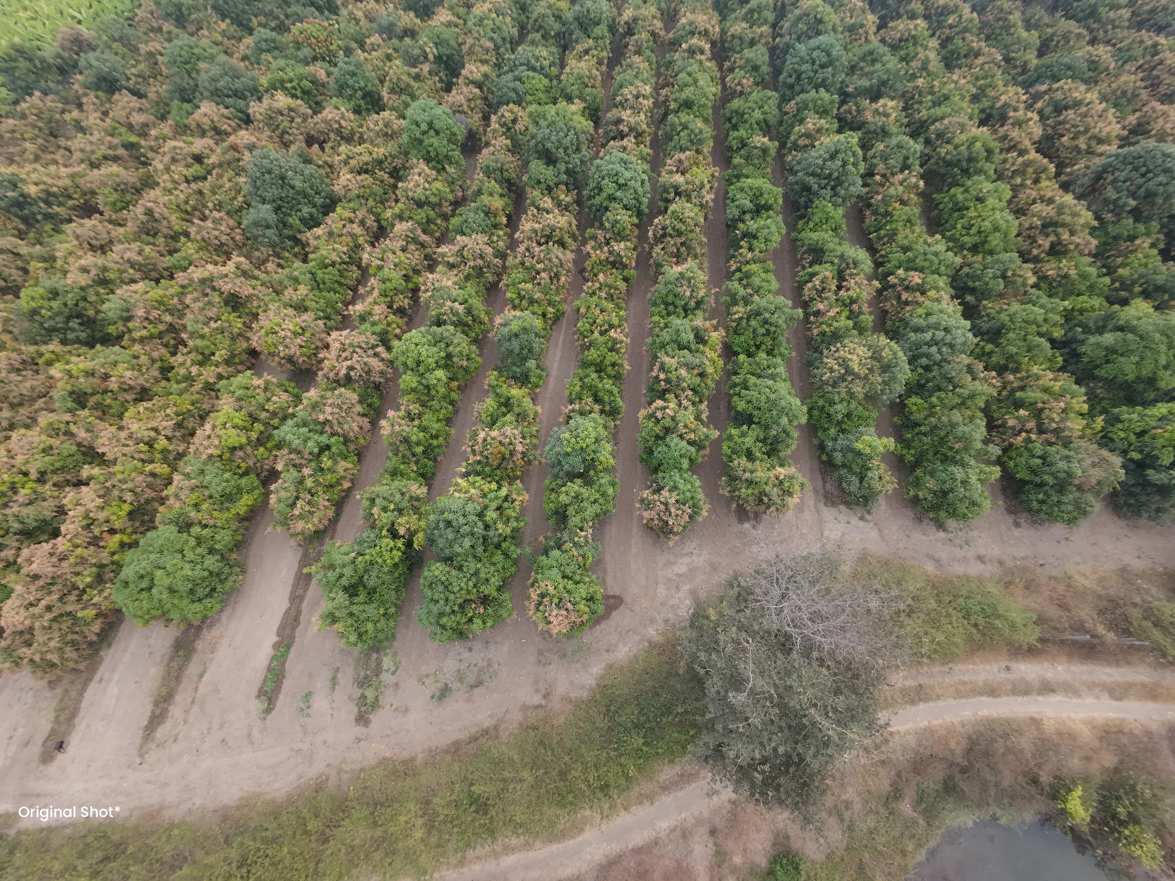 Aerial view of neatly planted orchard rows