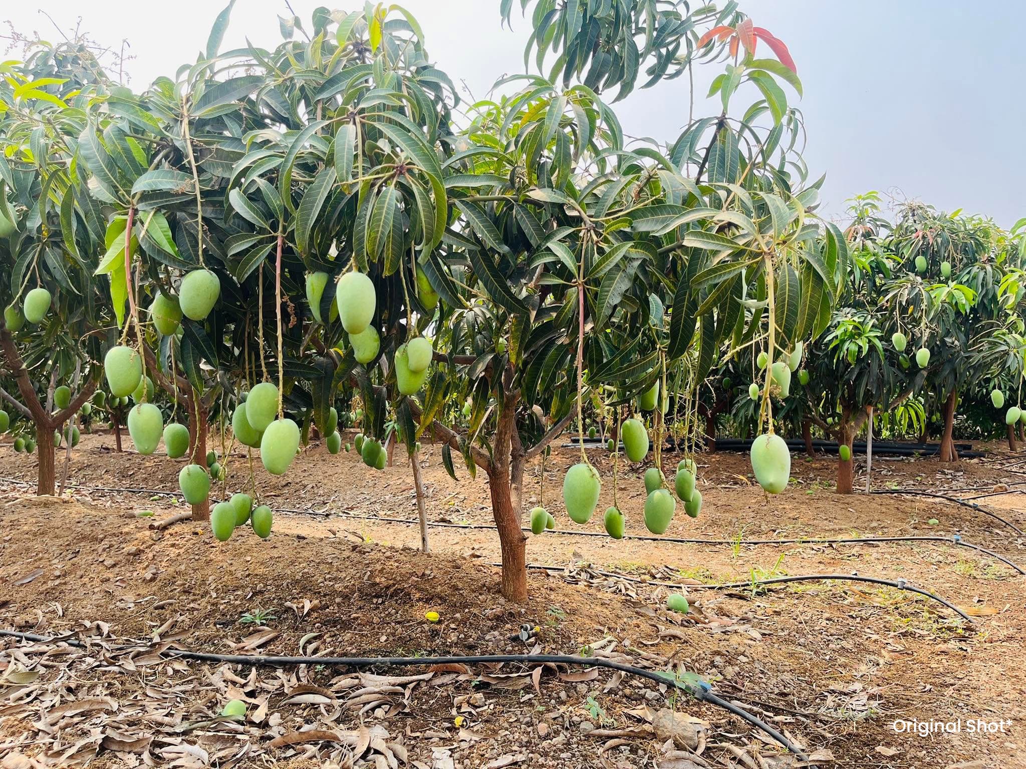 Drip irrigation running through a fruiting mango block
