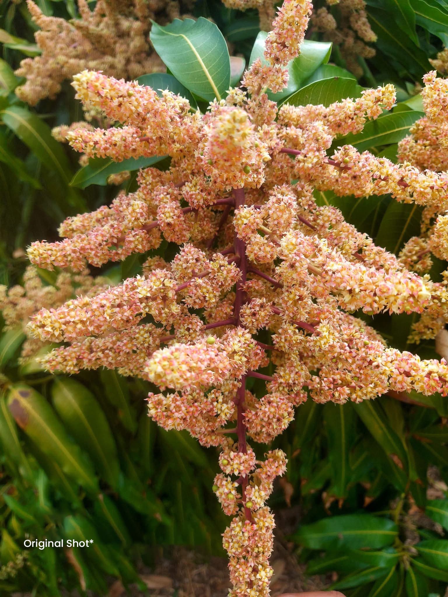 Close-up of a mango flower panicle in bloom