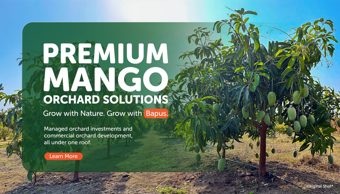 Premium Mango Orchard Solutions — grow with nature, grow with Bapus Mango Farm.
