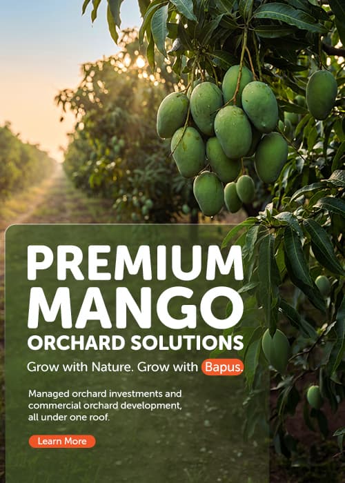 Premium Mango Orchard Solutions — grow with nature, grow with Bapus.