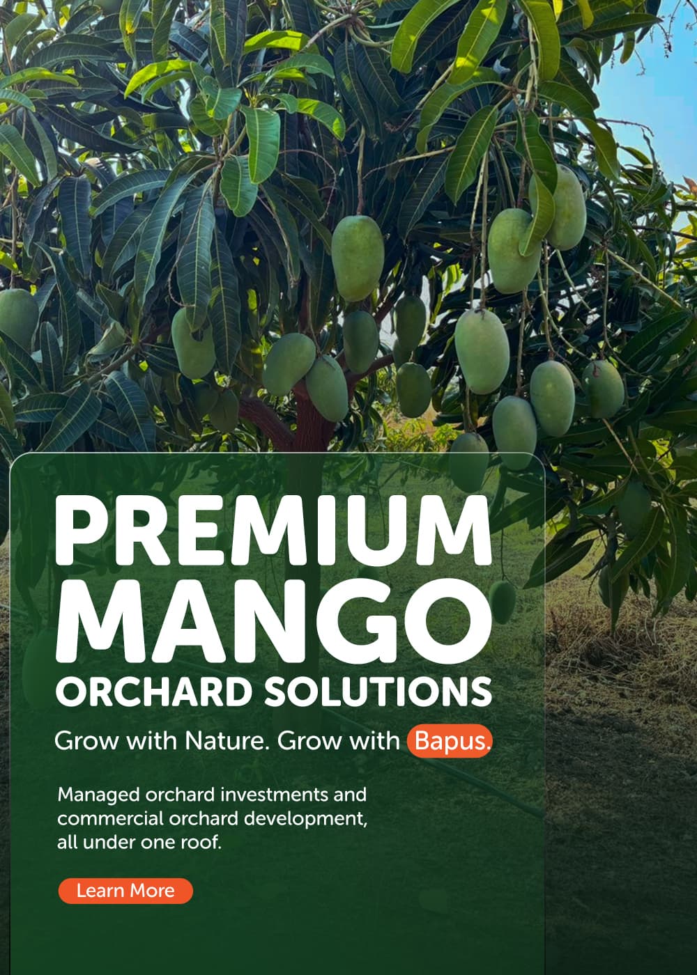 Premium Mango Orchard Solutions — grow with nature, grow with Bapus Mango Farm.