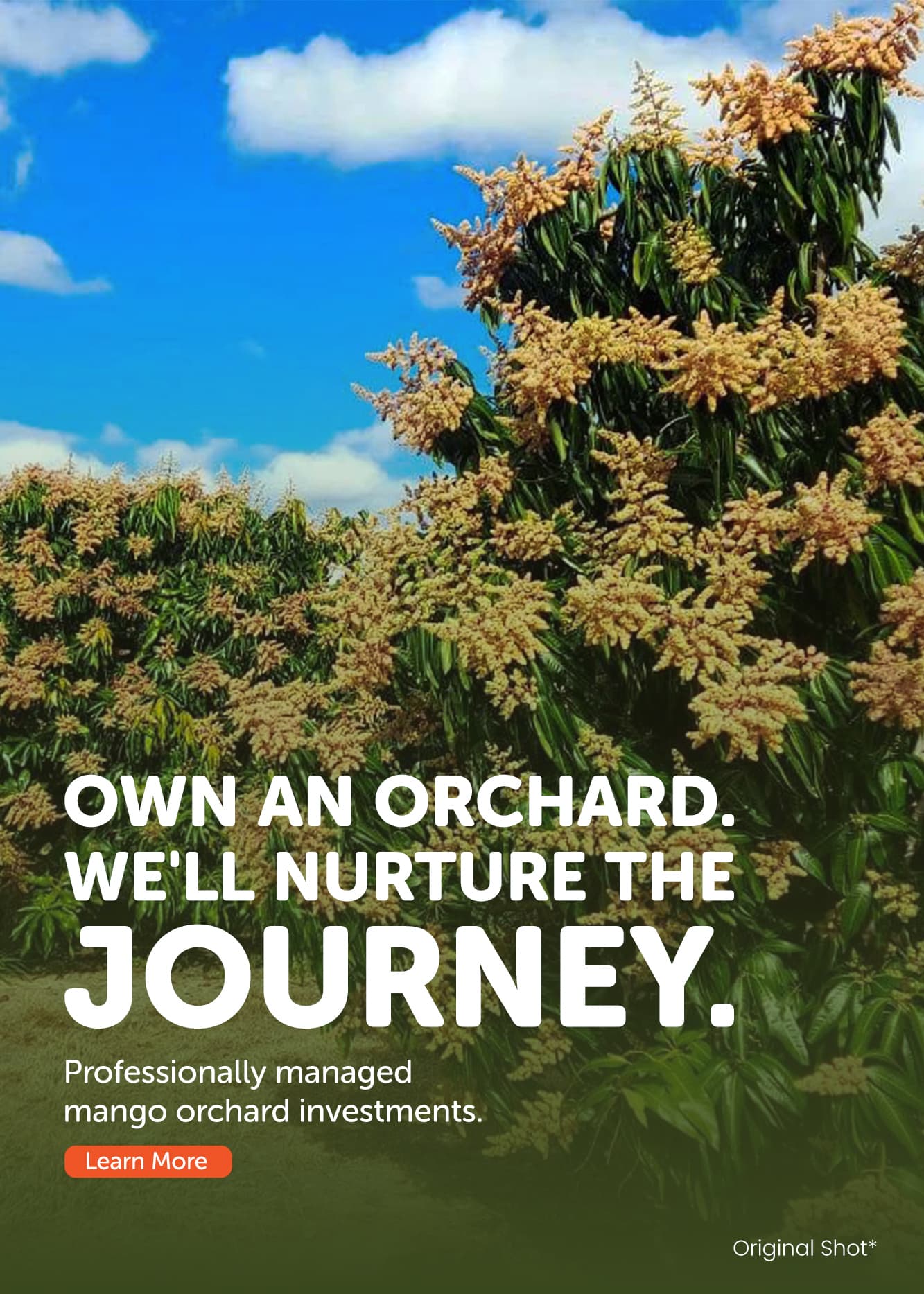 Turn your land into a legacy — commercial orchard development with premium plants and expert support.