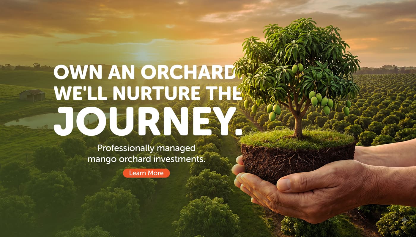 Own an orchard, we'll nurture the journey — professionally managed mango orchard investments.